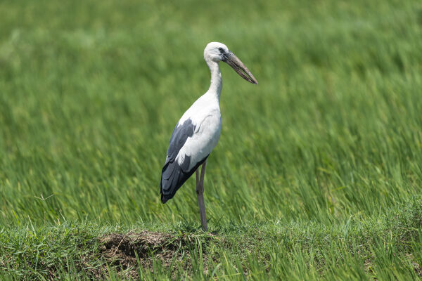 Asian Openbill