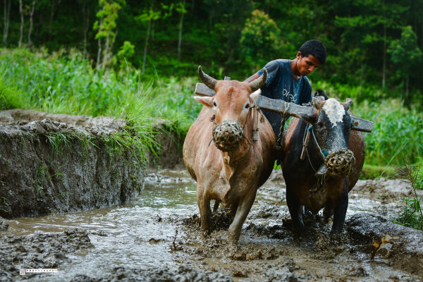 Asar, Dhan Ropai, Khandbari, Sankhwasabha, Nepal