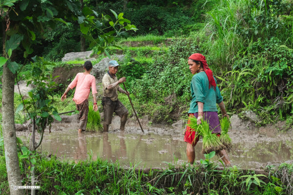 Asar, Dhan Ropai, Khandbari, Sankhwasabha, Nepal