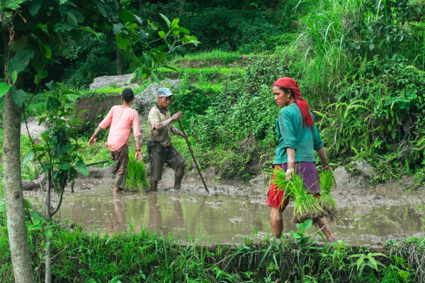 Asar, Dhan Ropai, Khandbari, Sankhwasabha, Nepal