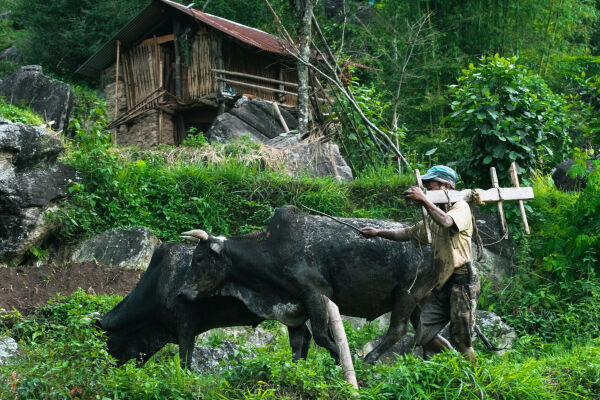 Asar, Dhan Ropai, Khandbari, Sankhwasabha, Nepal