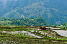 Asar, Dhan Ropai, Khandbari, Sankhwasabha, Nepal