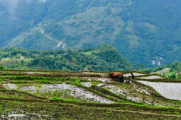 Asar, Dhan Ropai, Khandbari, Sankhwasabha, Nepal