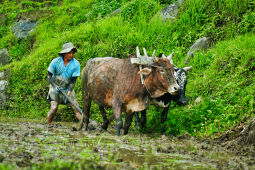 Asar, Dhan Ropai, Khandbari, Sankhwasabha, Nepal