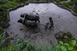 Asar, Ropai, Khandbari, Sankhwasabha, Nepal