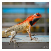 Lizard (छेपारो)