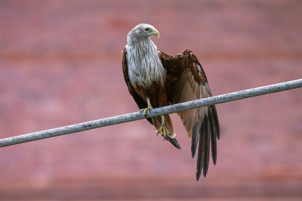 Brahminy Kite is in Nepal