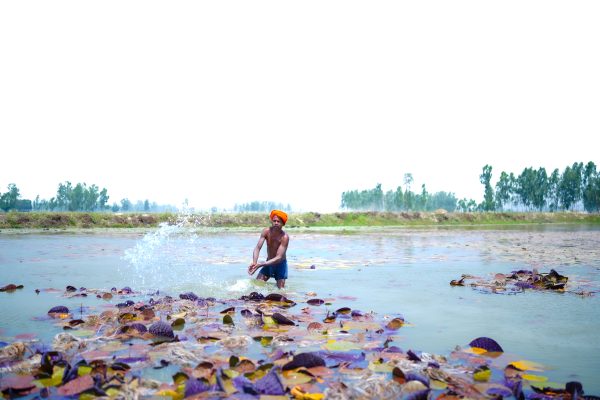 Makhana Harvesting