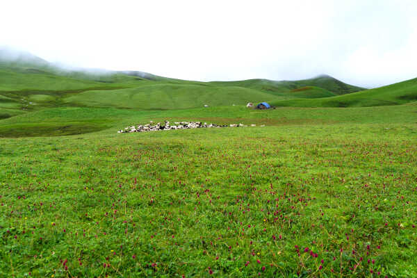 A herd of Sheeps at Tribeni Patan,Badimalika Farwest Nepal (भेडाको बथान)