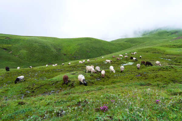 Sheeps Grazing in Tribeni Patan,Badimalika,Bajura Farwest Nepal( त्रिवेणी पाटनमा भेडा चर्दै)