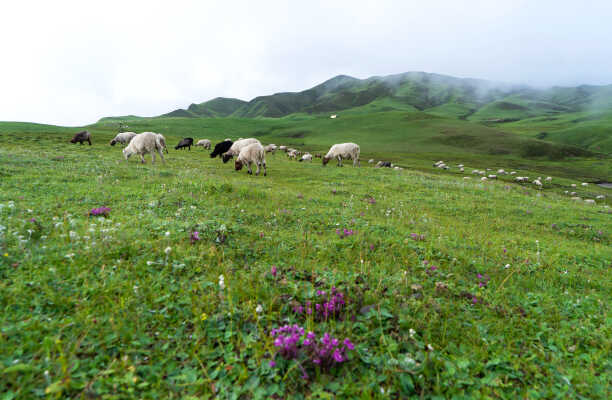 Sheeps Grazing in Tribeni Patan,Badimalika,Bajura( त्रिवेणी पाटनमा भेडा चर्दै)