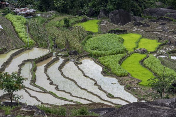 Paddy field, Khandbari