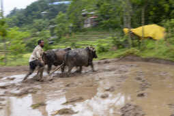 Nepalese man ploughing the field with "Halo"