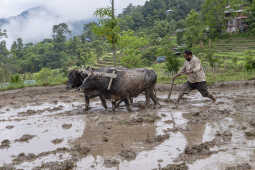 Nepalese man ploughing the field with "Halo"