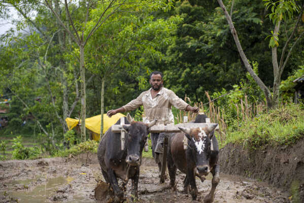 Nepalese man ploughing the field with 