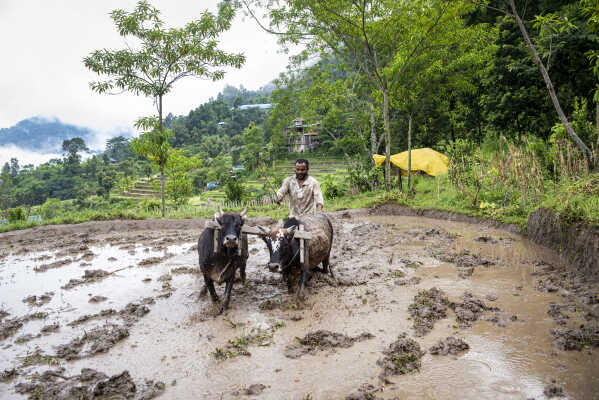 Nepalese man ploughing the field with 