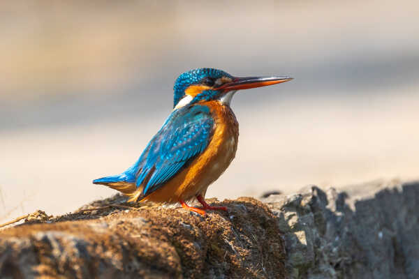 Common Kingfisher close-up