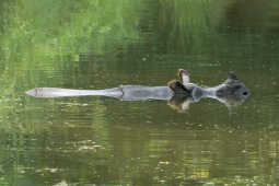 One-Horned rhinoceros in the pond, Chitwan National Park