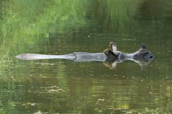 One-Horned rhinoceros in the pond, Chitwan National Park