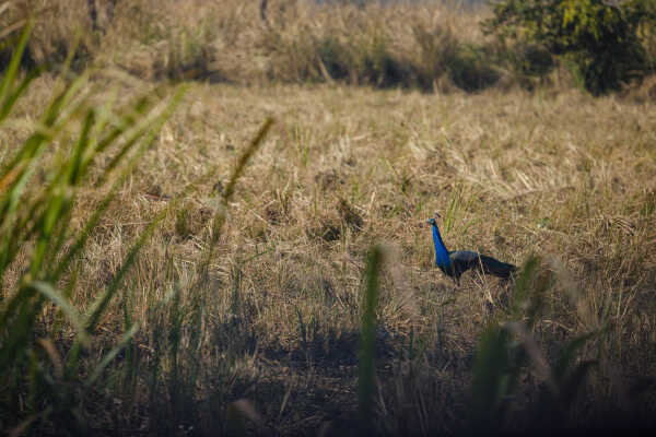 Peacock