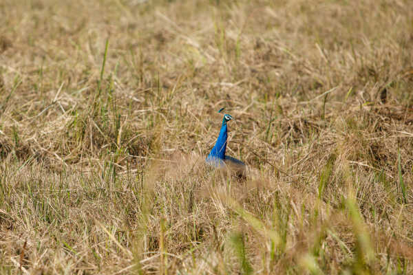 Peacock