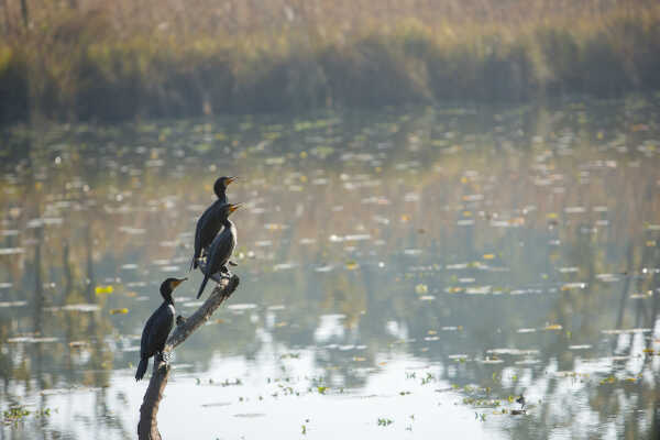 Great cormorant