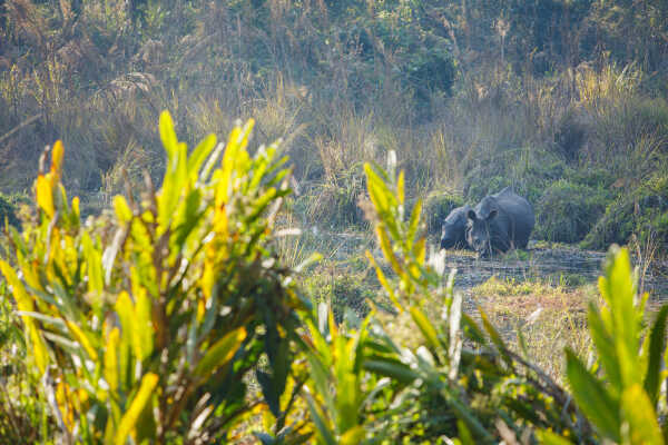 One Horn Rhino