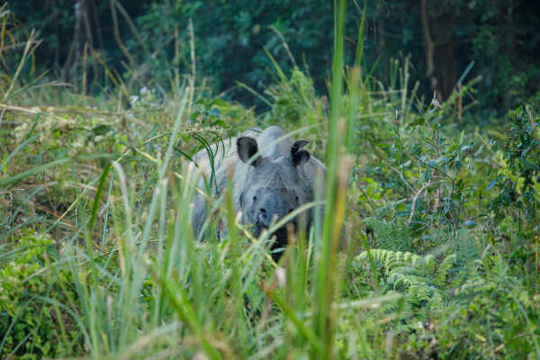 One Horn Rhino