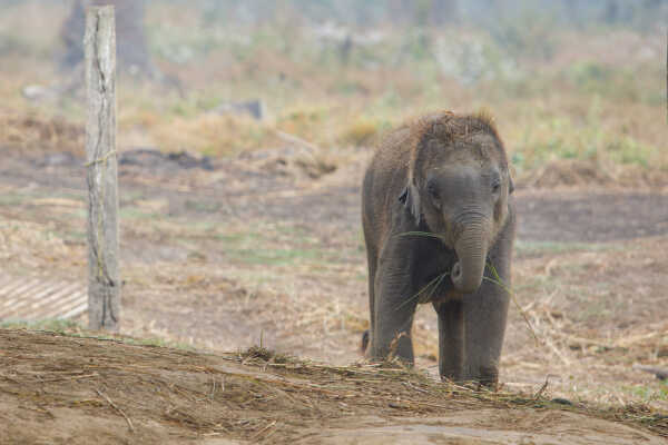 Baby Elephant