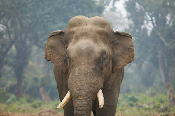 Wild Elephant