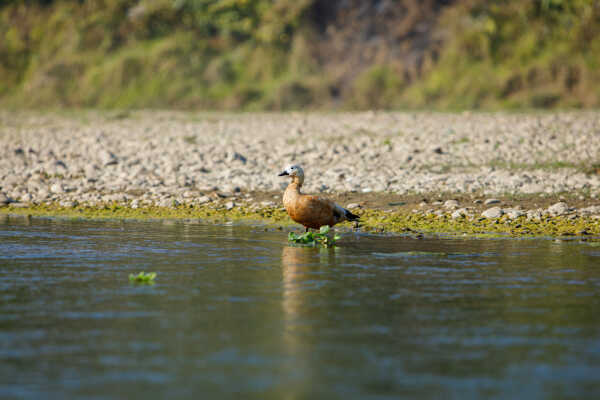 Ruddy shelduck