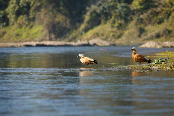 Ruddy shelduck