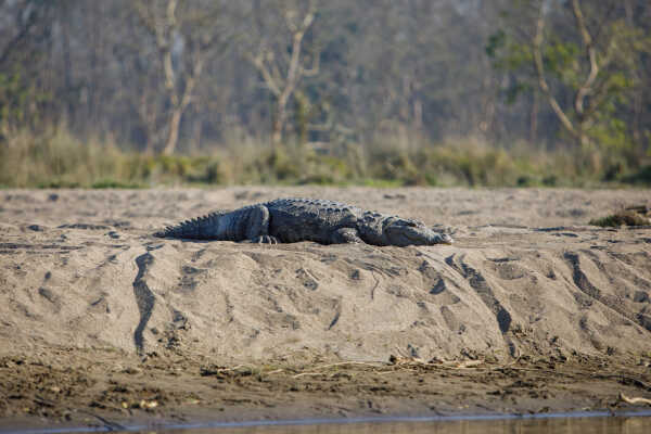 Alligator