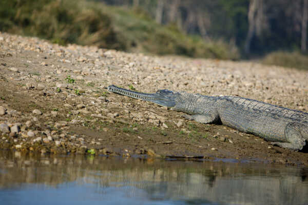 Gharial Crocodile