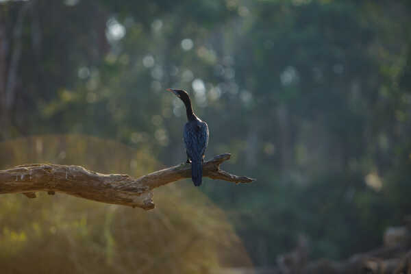 Great cormorant