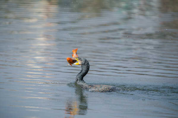 Great cormorant