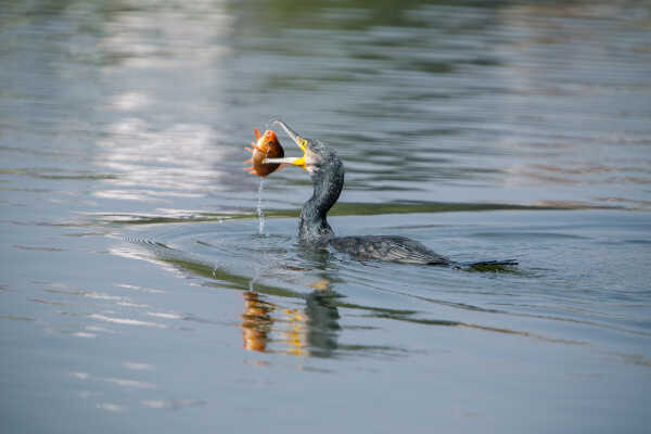 Great cormorant