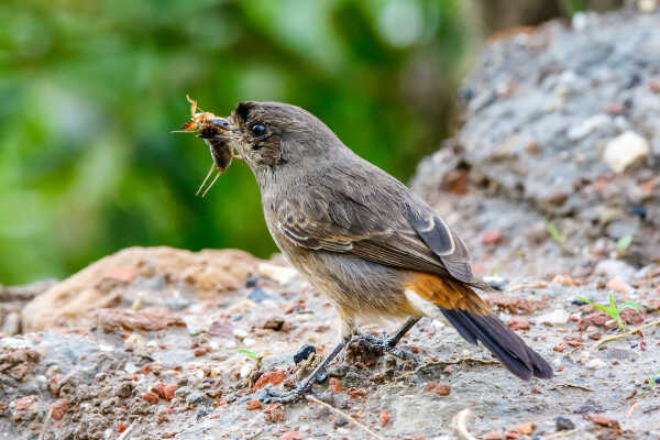 Common Stonechat