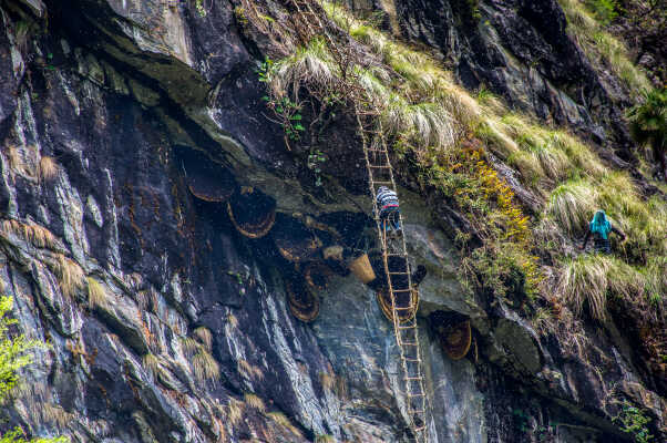 Honey Hunting in Nepal