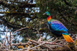 Himalayan Monal (Danfe)