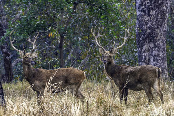 swamp deer (Barasinghe)