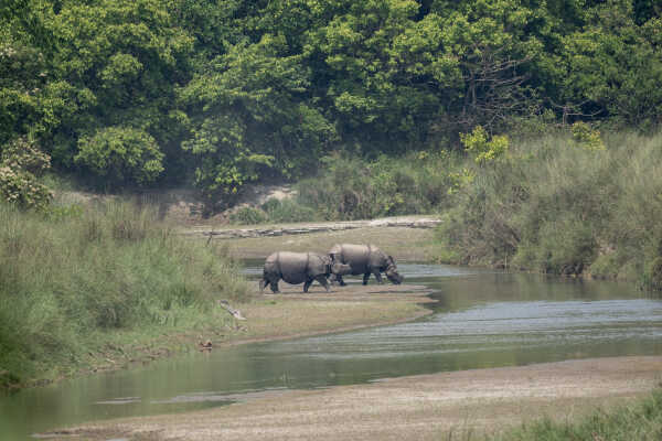 Pair of Great One-Horned rhinoceros in river Chitwan National Park