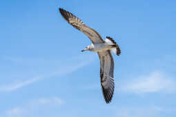 Pallas's Gull in flight