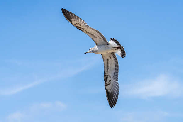 Pallas's Gull in flight