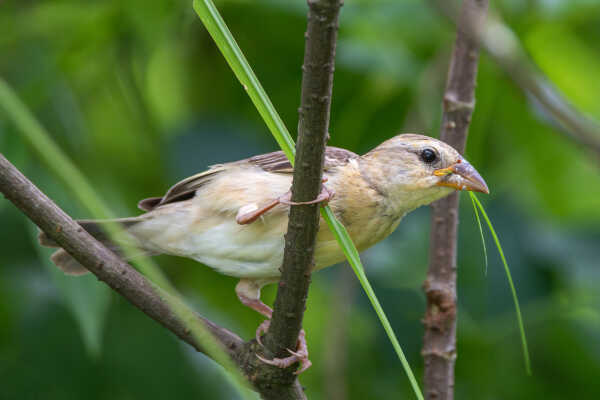 Baya Weaver with nesting materials