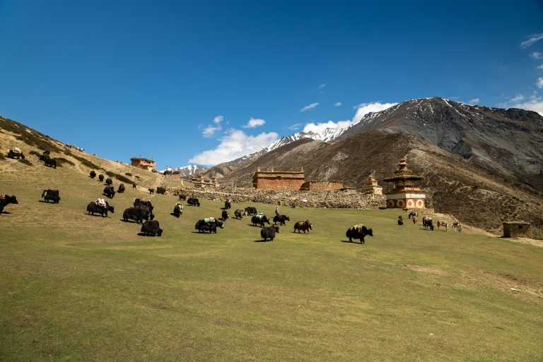 Yak in Nepal: Himalayan yaks grazing in the mountains