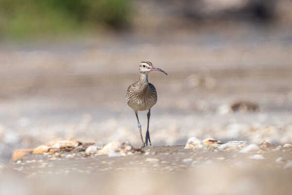 Eurasian Whimbrel also known as Common Whimbrel