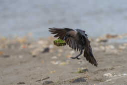 House Crow carrying Duna (small Tapari)