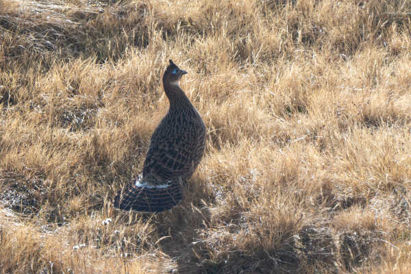 Himalayan Monal female also called  Impeyan pheasant