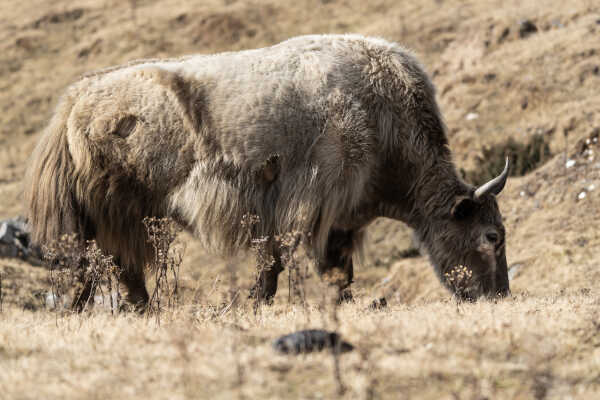 Domestic Yak in pasture, Pikey, solukhumbu